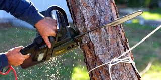 Best Tree and Shrub Care  in Pinckney, MI