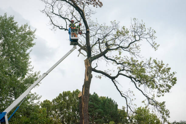 Best Arborist Consultation Services  in Pinckney, MI