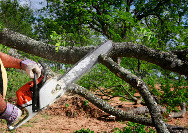 Best Utility Line Clearance  in Pinckney, MI